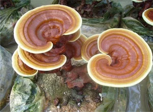 The Art and Value of Premium Ganoderma Lucidum Bonsai - image 9