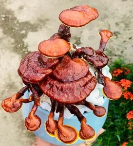 The Art and Value of Premium Ganoderma Lucidum Bonsai - image 10