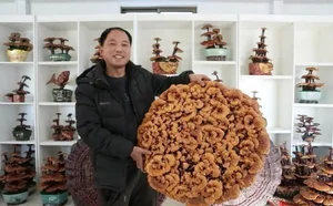 The Art and Value of Premium Ganoderma Lucidum Bonsai - image 3