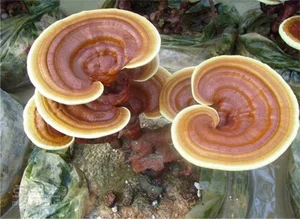 The Art and Value of Premium Ganoderma Lucidum Bonsai - image 0