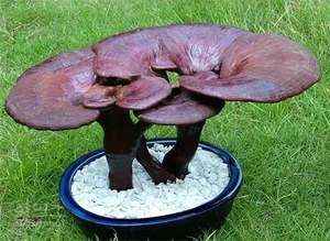 The Art and Value of Premium Ganoderma Lucidum Bonsai - image 2