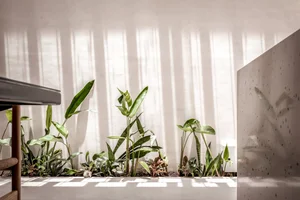 Unique Tube House in Can Tho Featuring Seven Integrated Indoor Gardens - image 8