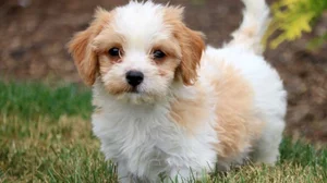 Discover the Most Beautiful and Luxurious Dog Breeds in the World - image 4