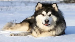 Discover the Most Beautiful and Luxurious Dog Breeds in the World - image 2
