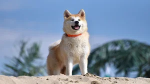 Discover the Most Beautiful and Luxurious Dog Breeds in the World - image 1