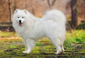 Discover the Most Beautiful and Luxurious Dog Breeds in the World - image 6