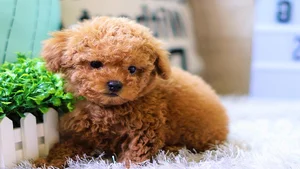 Discover the Most Beautiful and Luxurious Dog Breeds in the World - image 0