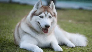 Discover the Most Beautiful and Luxurious Dog Breeds in the World - image 5