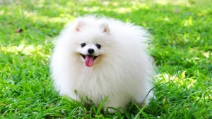 Discover the Most Beautiful and Luxurious Dog Breeds in the World - image 3