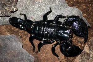 The Enigma of Fluorescence: Giant Scorpions Glowing Under Ultraviolet Light - image 6