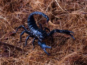 The Enigma of Fluorescence: Giant Scorpions Glowing Under Ultraviolet Light - image 7