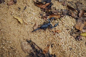 The Enigma of Fluorescence: Giant Scorpions Glowing Under Ultraviolet Light - image 0