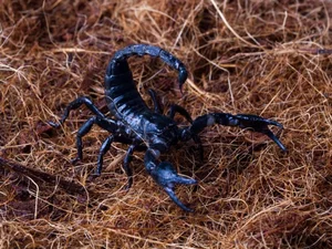 The Enigma of Fluorescence: Giant Scorpions Glowing Under Ultraviolet Light - image 5