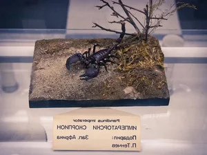 The Enigma of Fluorescence: Giant Scorpions Glowing Under Ultraviolet Light - image 3