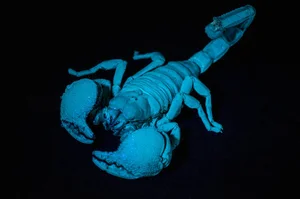 The Enigma of Fluorescence: Giant Scorpions Glowing Under Ultraviolet Light - image 2