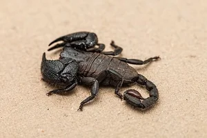 The Enigma of Fluorescence: Giant Scorpions Glowing Under Ultraviolet Light - image 1