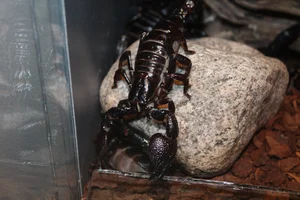 The Enigma of Fluorescence: Giant Scorpions Glowing Under Ultraviolet Light - image 4