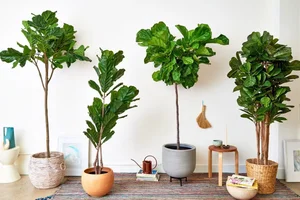 Large Indoor Plants Trend: Transform Your Home with Statement Greenery - image 0