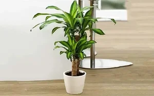 Large Indoor Plants Trend: Transform Your Home with Statement Greenery - image 3