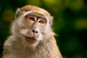 Amazing Facts: Understanding the Long-Tailed Macaques of Vietnam - image 0