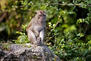 Amazing Facts: Understanding the Long-Tailed Macaques of Vietnam - image 3