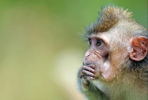 Amazing Facts: Understanding the Long-Tailed Macaques of Vietnam - image 7
