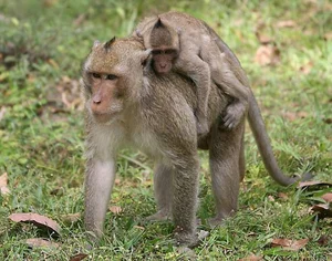 Amazing Facts: Understanding the Long-Tailed Macaques of Vietnam - image 5