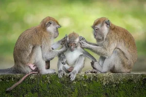 Fascinating Facts About the Long-Tailed Macaques of Vietnam - image 3