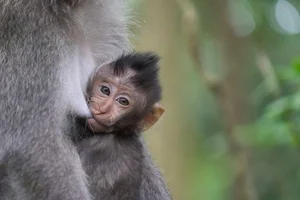 Fascinating Facts About the Long-Tailed Macaques of Vietnam - image 8