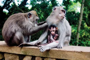 Fascinating Facts About the Long-Tailed Macaques of Vietnam - image 4