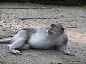 Fascinating Facts About the Long-Tailed Macaques of Vietnam - image 6