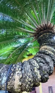 Inside Ly Nha Ky Mansion: The Most Poisonous Plant in Vietnam - image 9