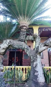 Inside Ly Nha Ky Mansion: The Most Poisonous Plant in Vietnam - image 5