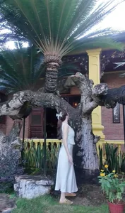 Inside Ly Nha Ky Mansion: The Most Poisonous Plant in Vietnam - image 7