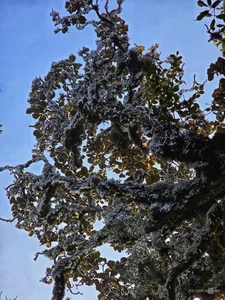 Breathtaking Frost Covers Vietnam's High Mountain Peaks - image 7