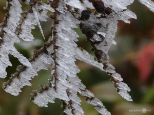Breathtaking Frost Covers Vietnam's High Mountain Peaks - image 5