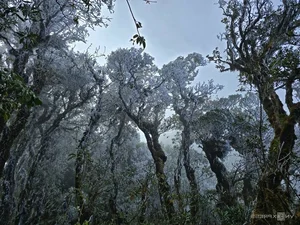 Breathtaking Frost Covers Vietnam's High Mountain Peaks - image 4