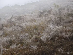 Breathtaking Frost Covers Vietnam's High Mountain Peaks - image 2