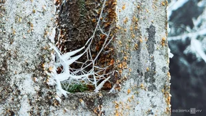 Breathtaking Frost Covers Vietnam's High Mountain Peaks - image 8