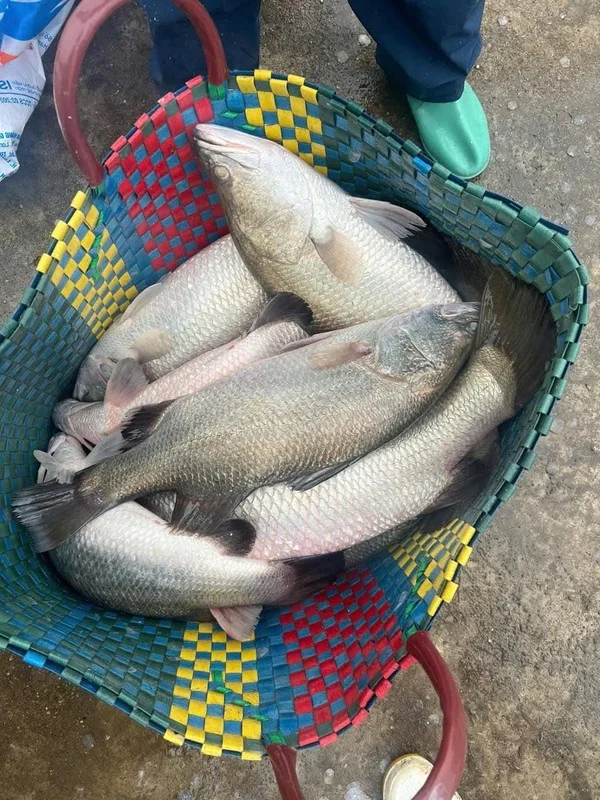 The Affordable Superfood Fish That Outperforms Salmon at an Amazing Price