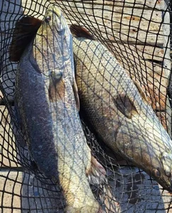 The Affordable Superfood Fish That Outperforms Salmon at an Amazing Price - image 7