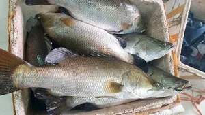 The Affordable Superfood Fish That Outperforms Salmon at an Amazing Price - image 1