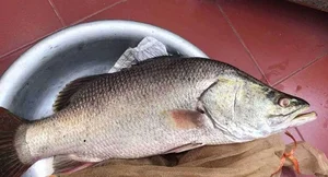 The Affordable Superfood Fish That Outperforms Salmon at an Amazing Price - image 5