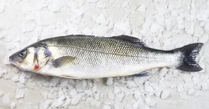 The Affordable Superfood Fish That Outperforms Salmon at an Amazing Price - image 4
