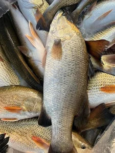 The Affordable Superfood Fish That Outperforms Salmon at an Amazing Price - image 2