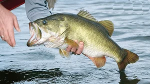 The Affordable Superfood Fish That Outperforms Salmon at an Amazing Price - image 8