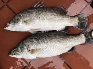 The Affordable Superfood Fish That Outperforms Salmon at an Amazing Price - image 9