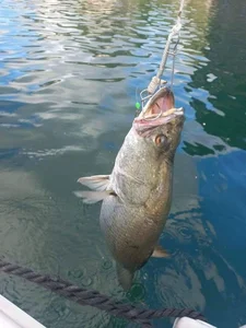 The Affordable Superfood Fish That Outperforms Salmon at an Amazing Price - image 3
