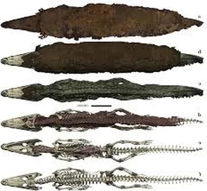 Ancient Secrets Revealed: The Discovery of a 3,000-Year-Old Crocodile Mummy - image 2