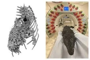 Ancient Secrets Revealed: The Discovery of a 3,000-Year-Old Crocodile Mummy - image 4